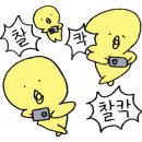 눈꽃대패부산
