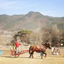 마차 이미지