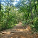 목상동 솔밭길 이미지