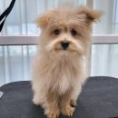 폼#반려견미용실 이미지