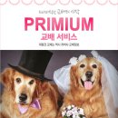 대형견프리미엄아울렛 이미지