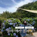"마산도 수국 예뻐!" 앵지밭골 그집 솔직 후기