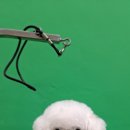 울산애견미용 러빙도기 이미지