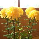 청량초등학교 이미지