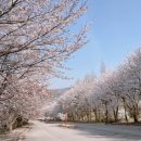 캠퍼스주유소 화장실 | 천안 아산 아이와 인생샷 겹벚꽃 명소 서남대학교 방문 후기