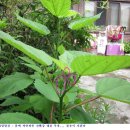부용 (포사님표) 4월파종 -7월12일 첫꽃 맺음 이미지