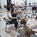 춘천애견미용학원 이미지