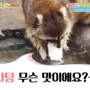 라쿤솜사탕