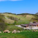 저상목장 이미지