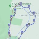 일순목장 | Burraowa-Pine 국립공원보단 목가적인 풍경이 좋아 😊 @ Walwa