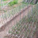 유인목장 이미지