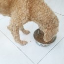 러블리펫텔 네이버블로그