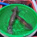 죽도공원공영주차장 앞 이미지