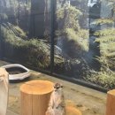 미어캣인더시티 이미지