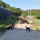 동산흑염소농장 이미지