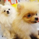 호담동물병원 이미지