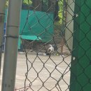 🔥🔥제발 도와줘 경기도 성남에서 강아지가 학대당하고 있어🔥🔥 이미지