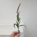 프라시아플로리스트학원
