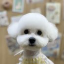 댕발란스 이미지