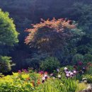 꽃무리 뜸 이미지