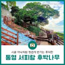 나무아낙 이미지