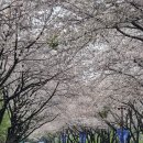 부산 금련산 - 황령산 벚꽃길(2023. 4. 1.) 이미지