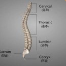 새로이 핏 이미지