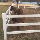 철수목장 이미지