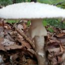 하얀버섯 이미지