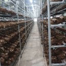 다사랑태양광 | 표고버섯농장 다사랑버섯농장 표고버섯재배