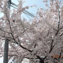 여의도벚꽃 (윤중제를 뒤덮은 벛꽃잔치) 2024.04.05 이미지