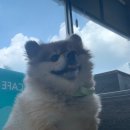 (주)피터펫 이미지