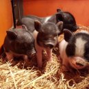 늘푸른농장 이미지