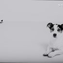 청려원동물병원 이미지