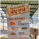 노다지목장 | 문화충전 팸투어 동물원 카페보다 더 좋은 홍천군 동키마을
