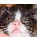 신비돌스 랙돌 캐터리 이미지