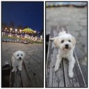 모래알 애견동반 온수풀펜션 | 여수 반려견동반 모래알온수풀펜션 추천해요