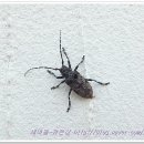 하늘소 이미지