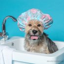 루비펫살롱 이미지