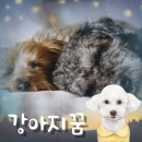 개꿈 | 검은 개꿈해몽 흰색 누런 강아지꿈 풀이