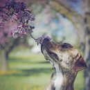 THE SPRING 이미지