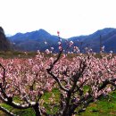 복사꽃향기 이미지