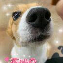 먹보 - 아산시 | 먹보