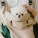 산책갈까? 이미지