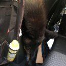 흑곰이다 이미지