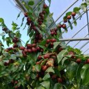 성리농장 이미지