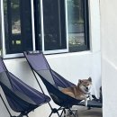 시흥상동로 | 제주도 서귀포 애견동반식당 슌식당 내돈내산 방문후기