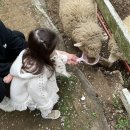 남해어린이집 | 경남 남해 | 남해상상양떼목장에 다녀왔다 (+ 근처 식당)
