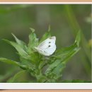 0607 흰나비 이미지