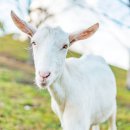 투데이목장 이미지